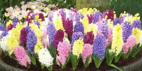 Kako presaditi zumbul kod kuće: nakon kupovine, u saksiju, u proljeće